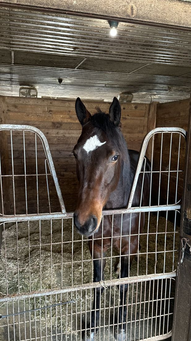 A horse with a white blaze in its stall