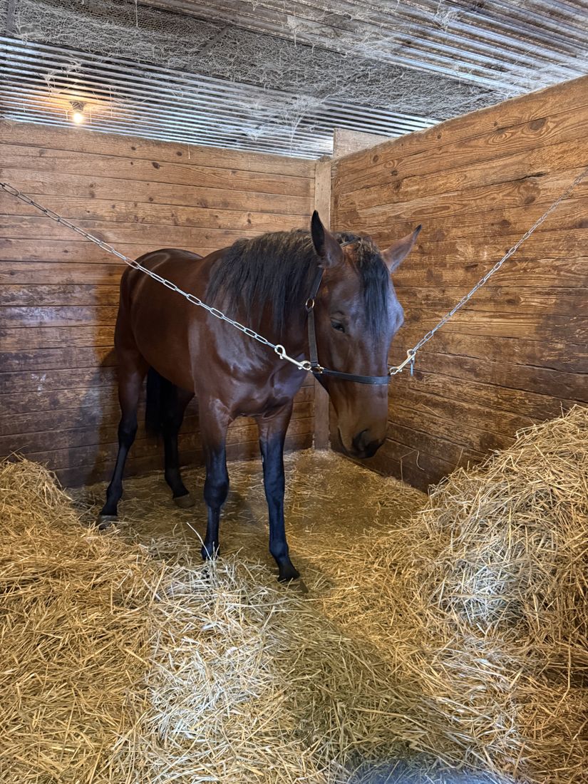 A horse standing in fresh straw