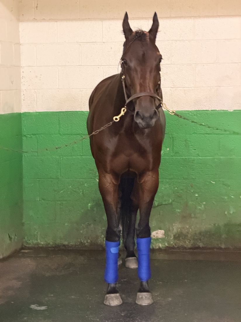 A bay horse in blue wraps