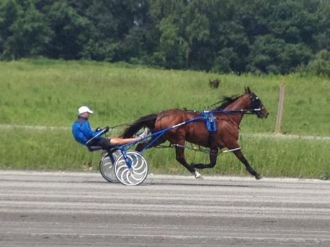 Bling jogging in the sulky